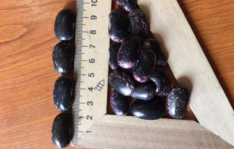 Продам фасоль на насіння