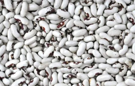 Квасоля продовольча в асортименті