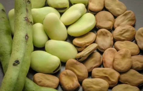 Продаємо квасолю різних сортів