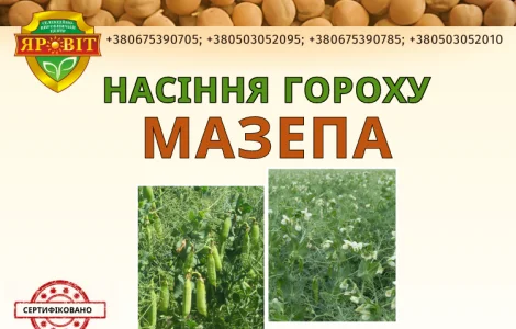 Насіння гороху