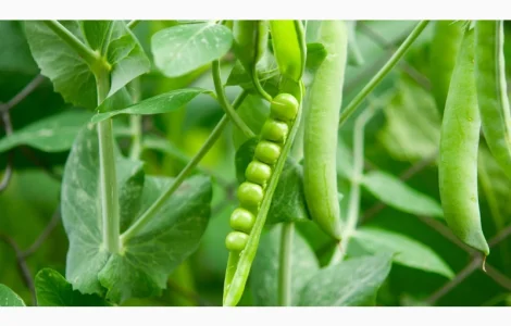 Продается семена жёлтого гороха ЕСО (СН-1)