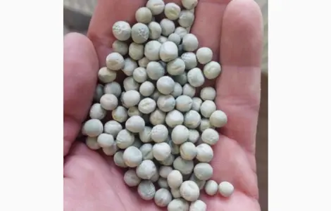 Продам горох зелёный