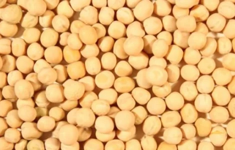 Семена желтого гороха сорт АСТРОНАВТ 1 репрод