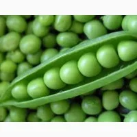 Семена зеленого гороха ЗЕКОН – высокоурожайный сорт