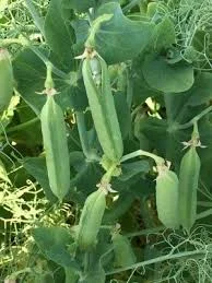 Семена желтого гороха сорта Оплот, элита 1 репродукция