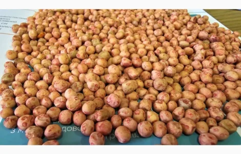 Насіння озимого гороху сорт Нс Мороз 1 репродукція