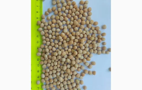 Горох жовтий на продажу