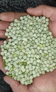 Продажа гороха от поставщика, 110 тонн