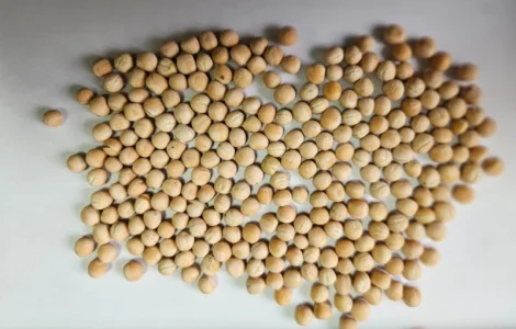 Продается семена ярового гороха