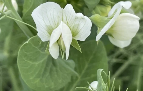 Насіння гороха Оплот – продаж