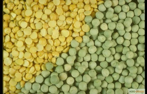 Купую жовтий та зелений горох, половинки і відходи