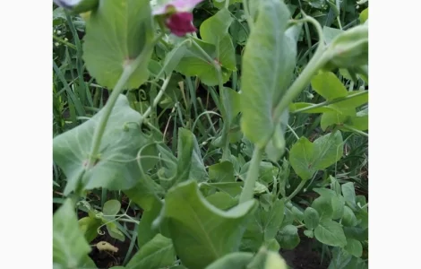 Редкие сорта гороха.Тетрагонолобус, Синий нос, Серый рижский