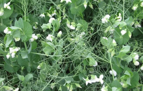 Семена гороха озимый