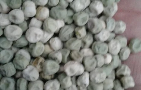 Продам горох сахарный Альфа, Одесская обл, Большой Дальник