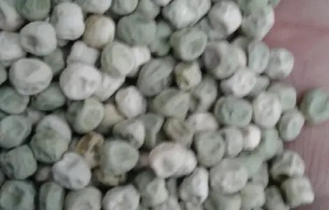 Продам горох сахарный Альфа