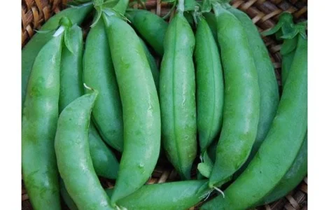 Продается зеленый горох сорта Альфа