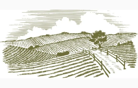 ЗАкупаем ГОРОХ на переработку Самовывоз Быстро. Круглый Год