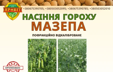 Горох посівний