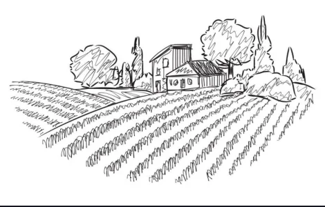 Закупаем любой горох для переработки