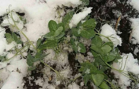 Горох НС Мороз 2 – ранній сорт на продаж