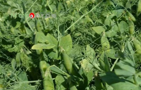 Горох НС Мороз – ультра ранній сорт