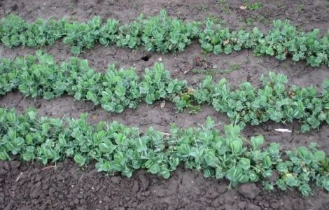 Озимый горох НС Мороз – репродукция