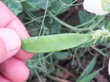 НС Мороз – озимый горох, 2 репродукция