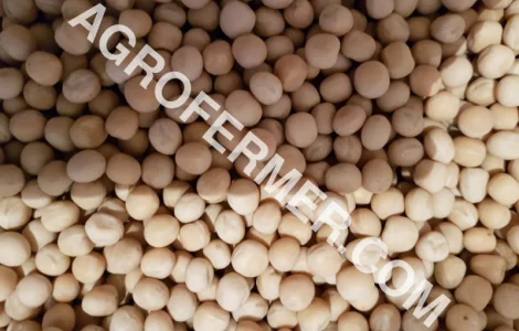 Семена канадского трансгенного гороха VERNON