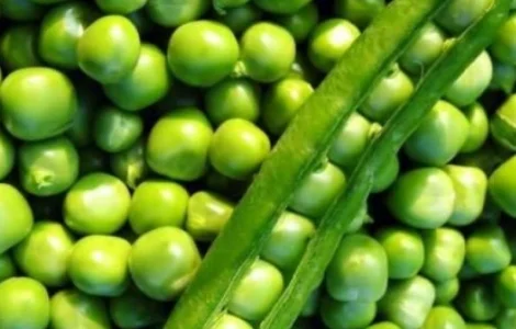 Насіння озимого гороху Selgen Балтрап