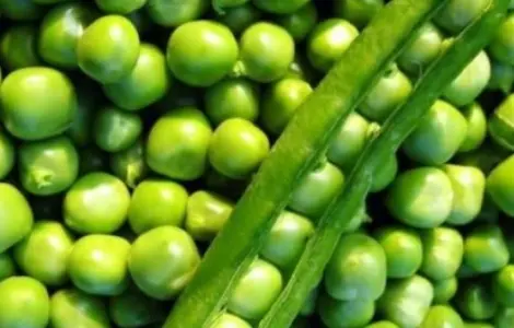 Насіння озимого гороху Selgen Балтрап