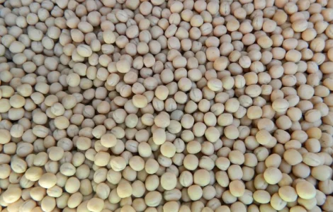 Покупаем желтый горох оптом