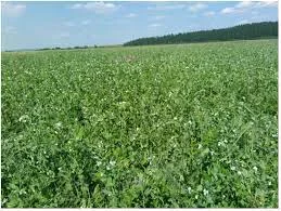 Семена озимого гороха сорта НС Мороз из Сербии