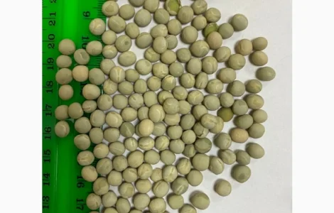 Покупаем зеленый горох