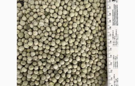 Покупка зелёного гороха оптом