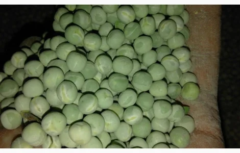 Терміново купуємо зелений та жовтий горох