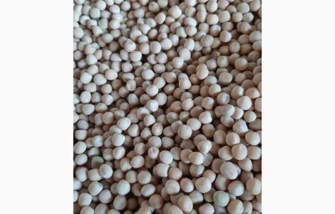 Горох озимый сорт "Баллтрап" СН1