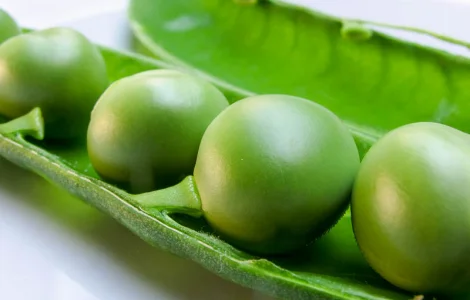 Семена гороха VERNON – канадский трансгенный сорт элита