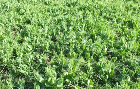 Озимый горох НС Мороз