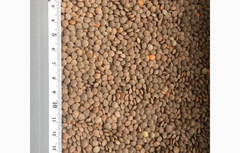 Купим Чечевица красная, зеленая