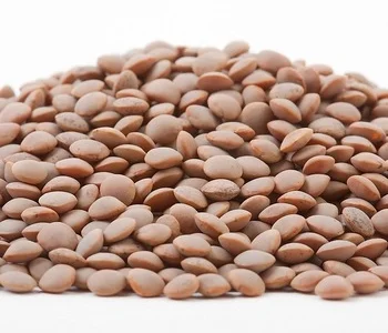 Семена чечевицы красной Максим 1я репродукция (под гербицид)