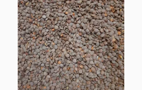 Чечевица, Сочевиця, Насіння сочевиця, Семена Чечевица