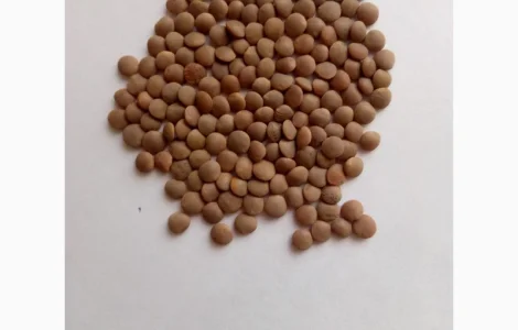 Семена чечевицы красной Максим 1 репрод