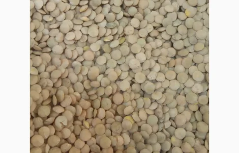 Продам насіння сочевиці зеленої