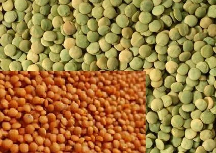 Підприємство закуповує сочевицю