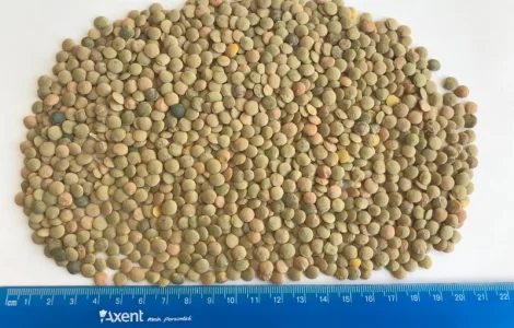 Купуємо чечевицу