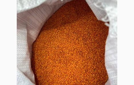 Продаємо сочевицю червону