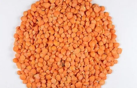 Сочевиця Червона