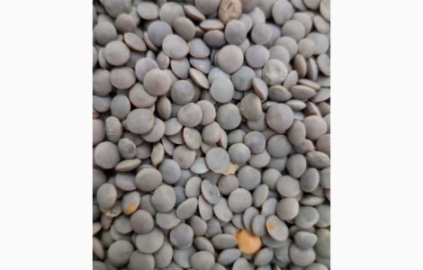 Чечевица Красная