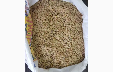 Семена чечевицы зеленой сорт Линза