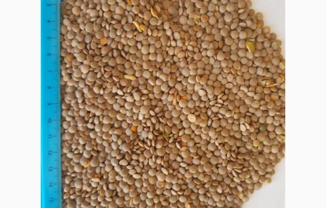 Червона сочевиця